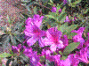flower show2004 018.jpg